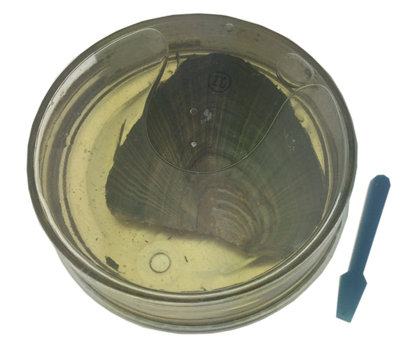 Love Pearl Mollusk Shell With Pearl In Sealed Can With Tool